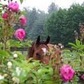 ♥Horses♥
