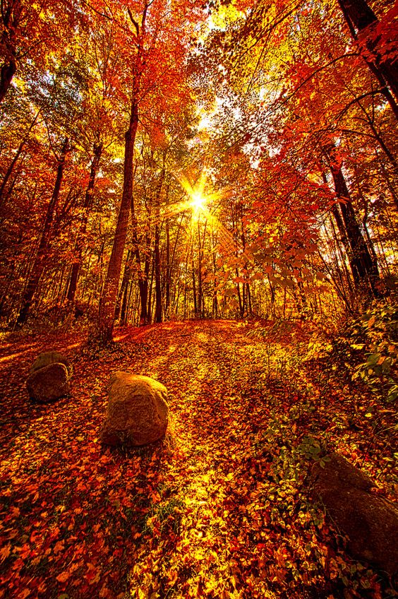 Background fall.jpg