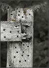 Nails In The Fence