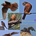Photo collage birds