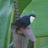 Birds of the World